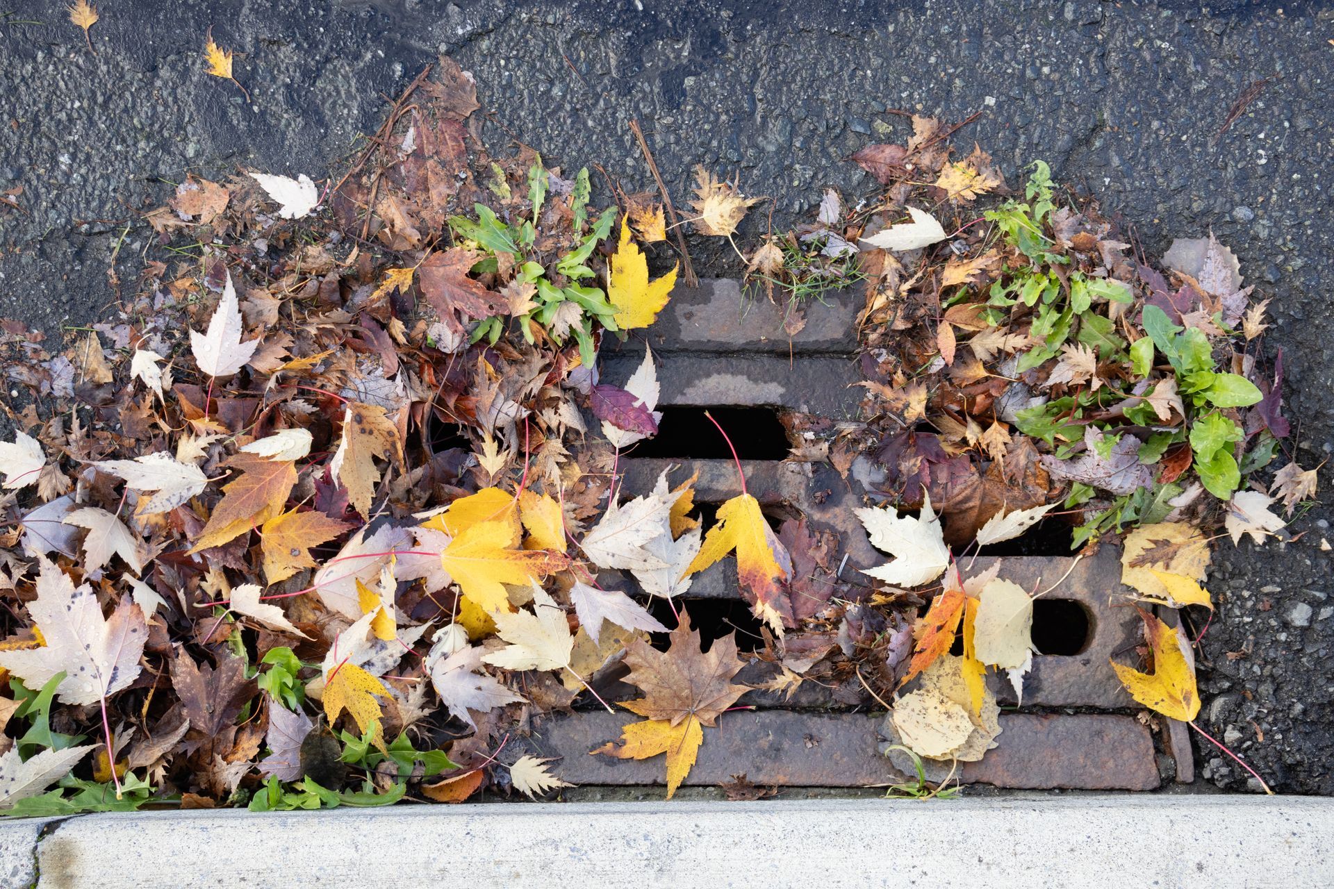 Storm drain covered with fallen leaves and debris, restricting proper rainwater drainage. 