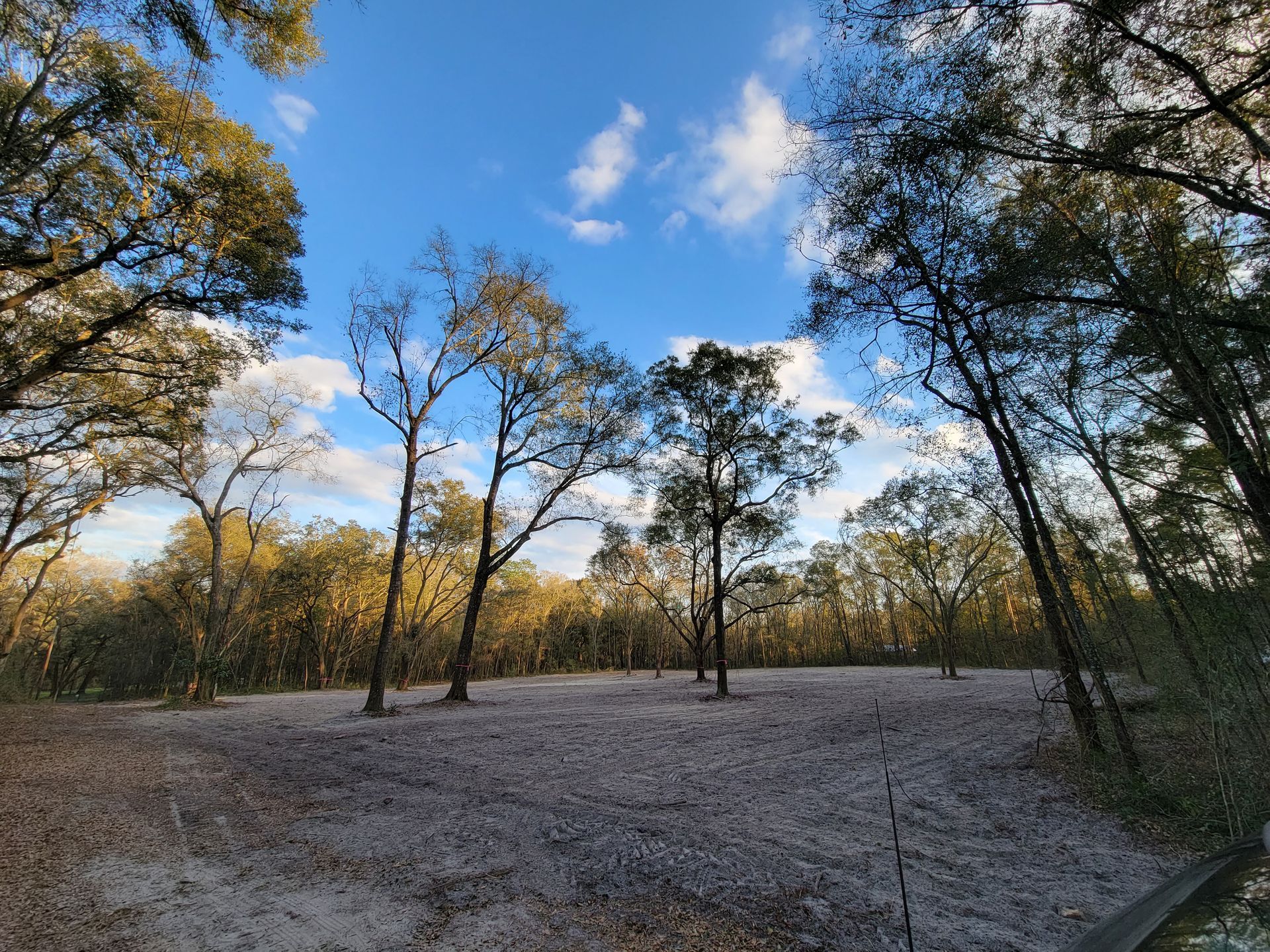 Trees against a blue sky with scattered clouds, open clearing with light-colored ground.