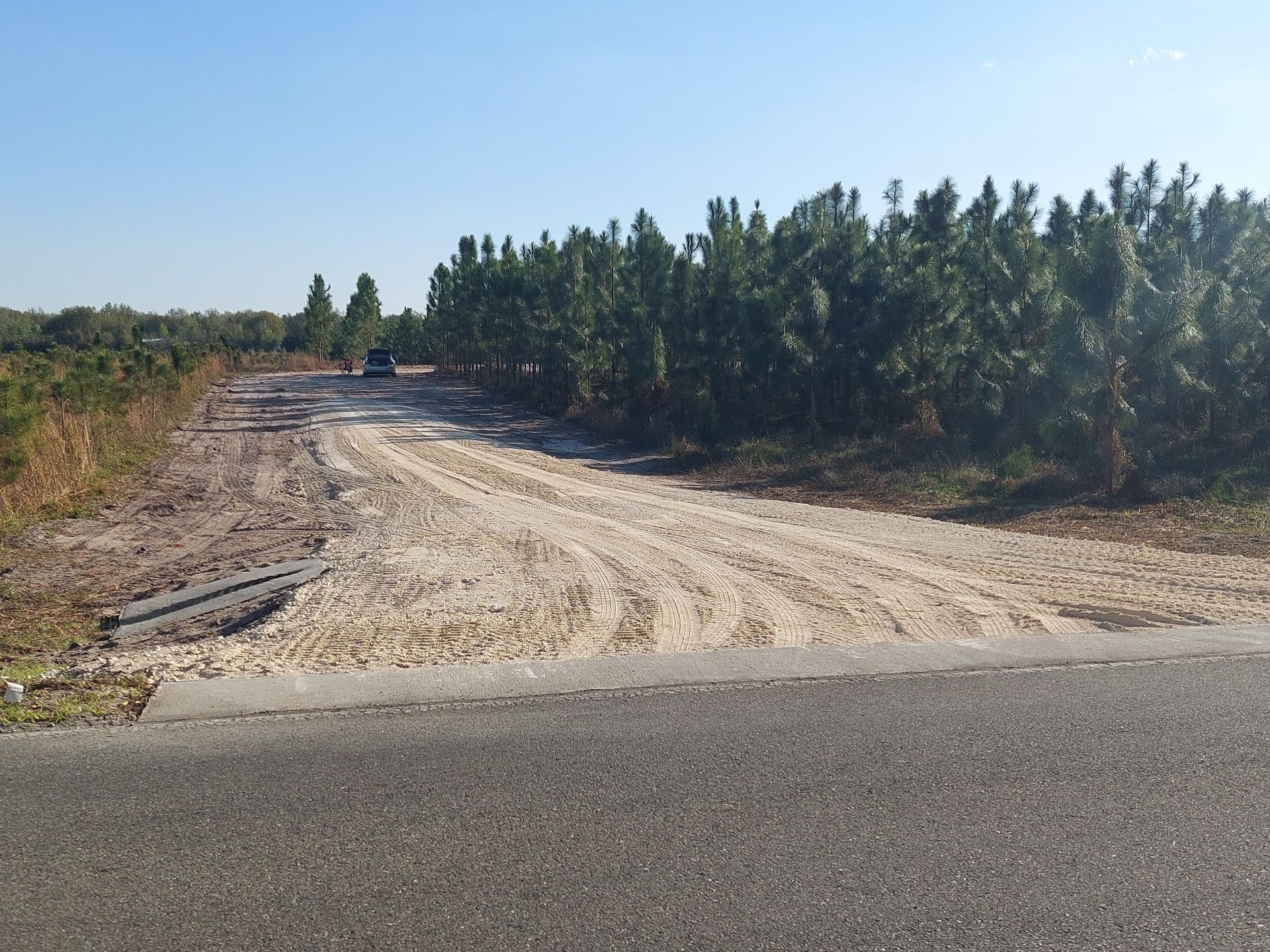 A gravel road leads into a tree nursery, lined with rows of evergreen trees under a blue sky.
