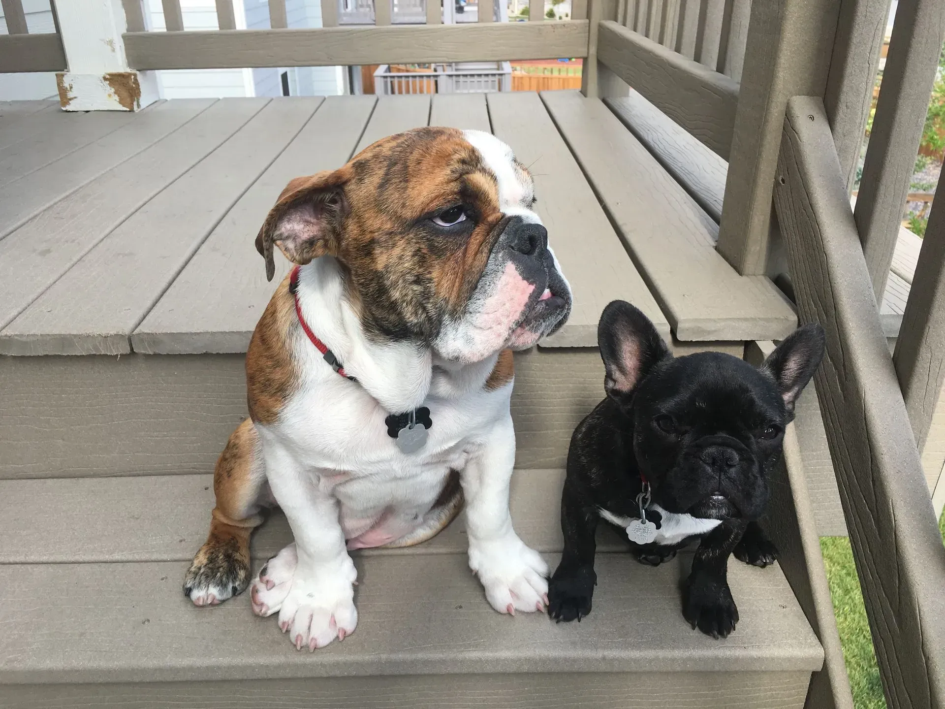 A brindle-and-white English Bulldog sits next to a small, black French Bulldog on a wooden porch.