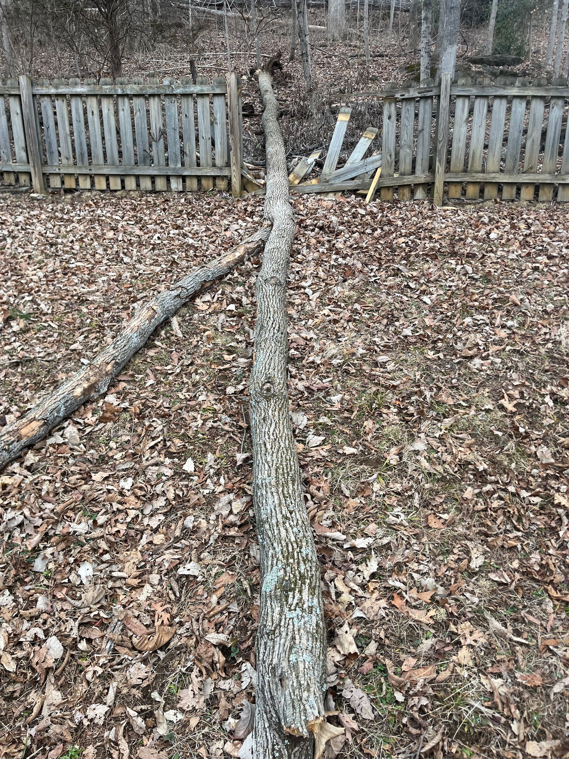 A fallen tree branch lying on a leaf-covered ground, extending across a damaged wooden fence in a wooded area.