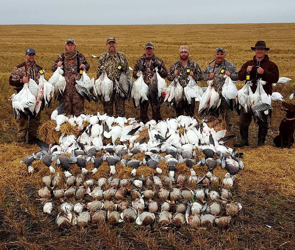 Saskatchewan Goose Hunting