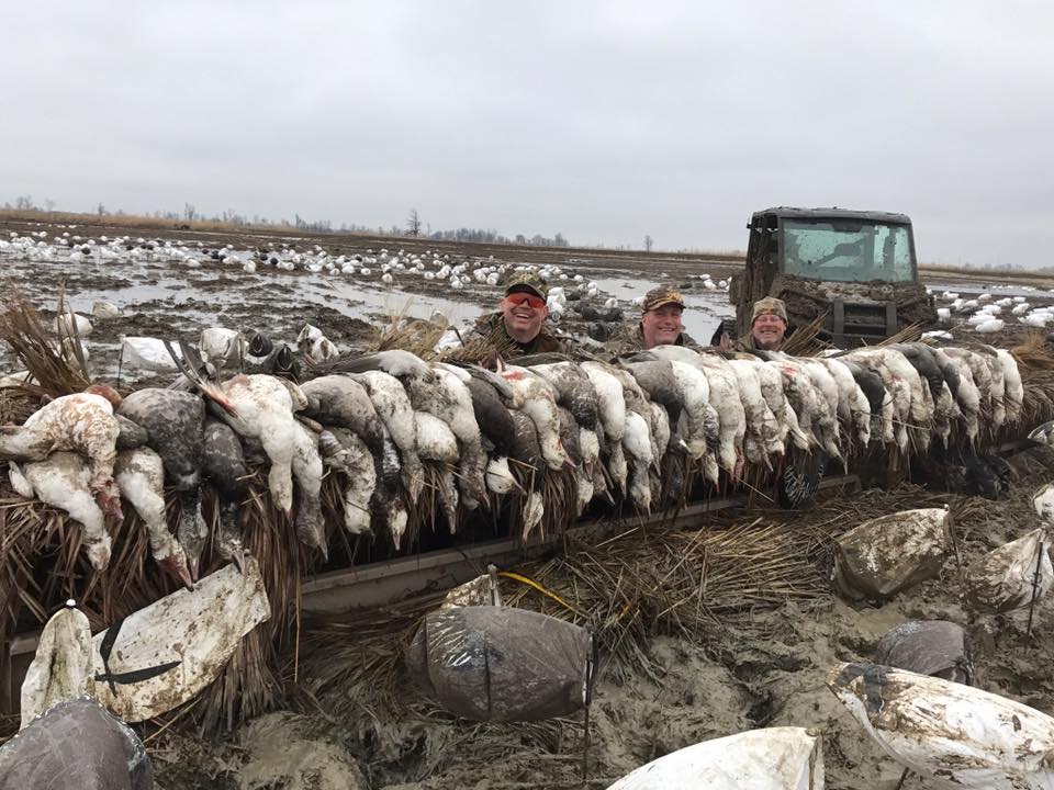 spring snow geese