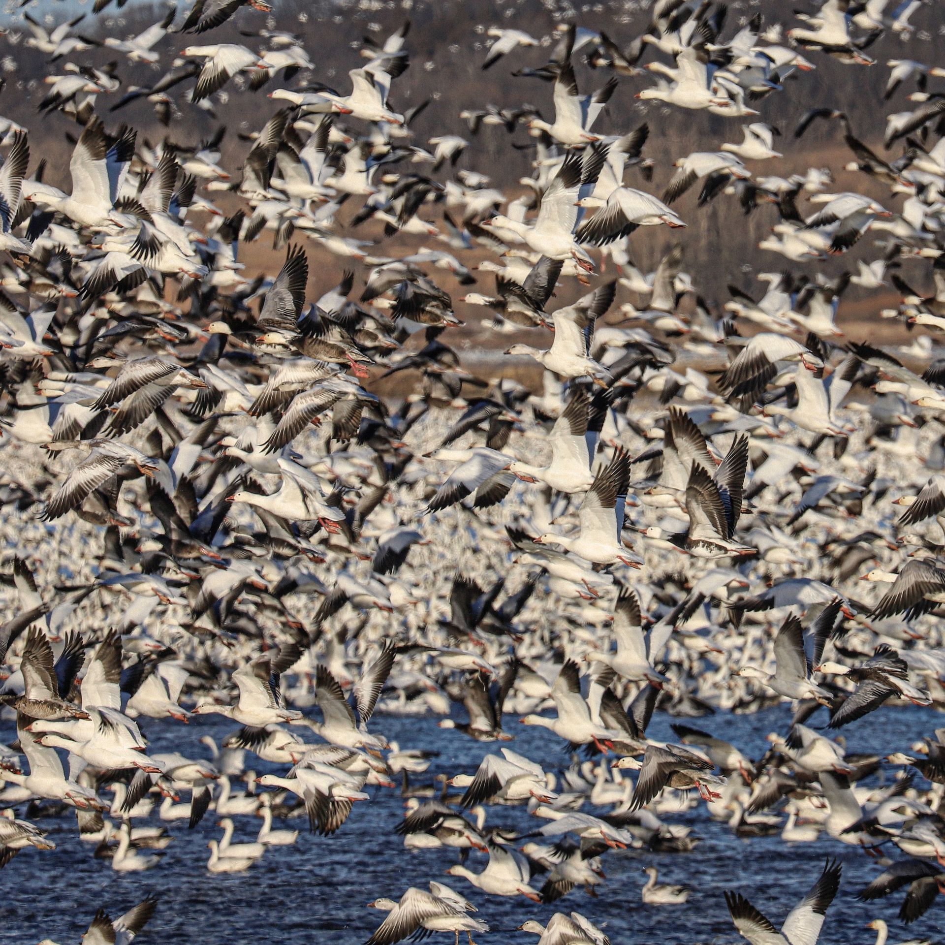 Snow Geese