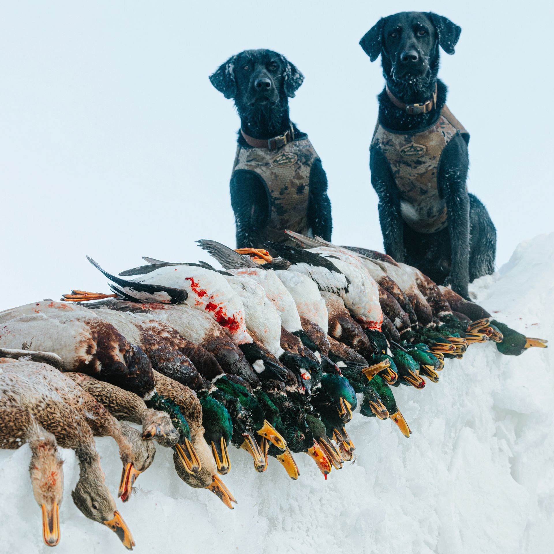 North Dakota Duck Hunting