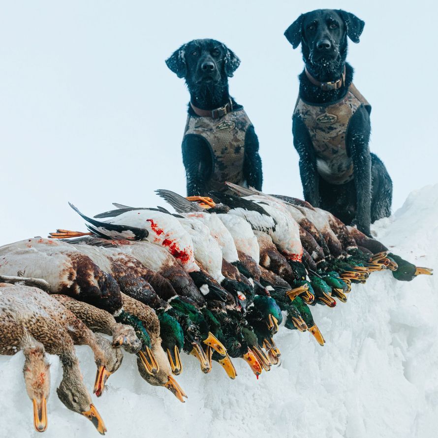 North Dakota Duck Hunting