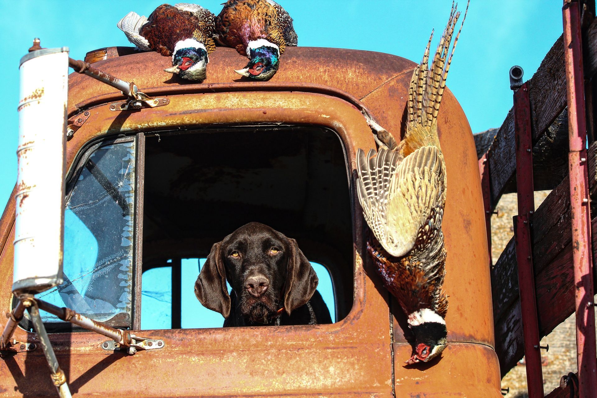 pheasant hunting in ND