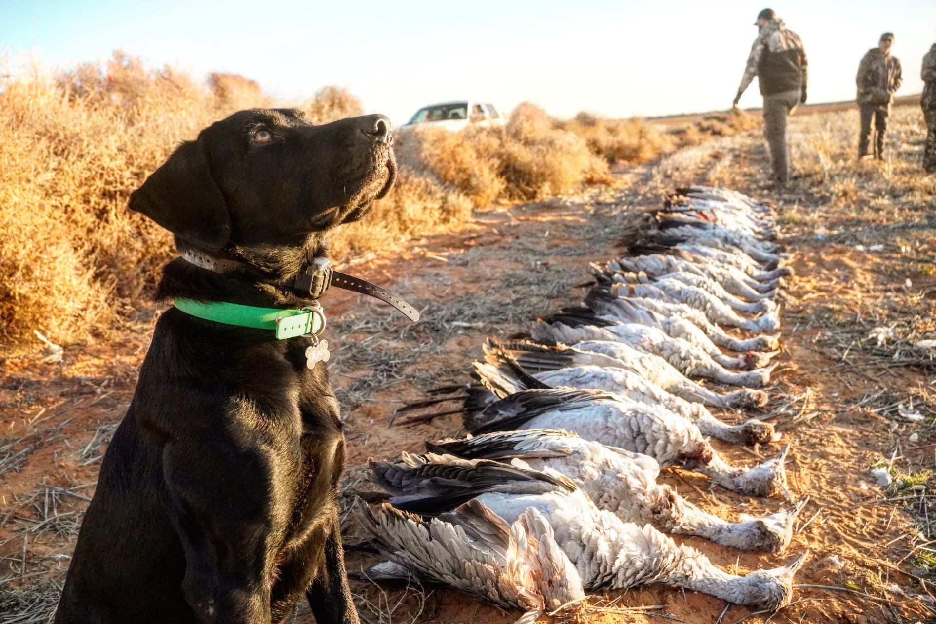snow goose hunting guide in Saskatchewan