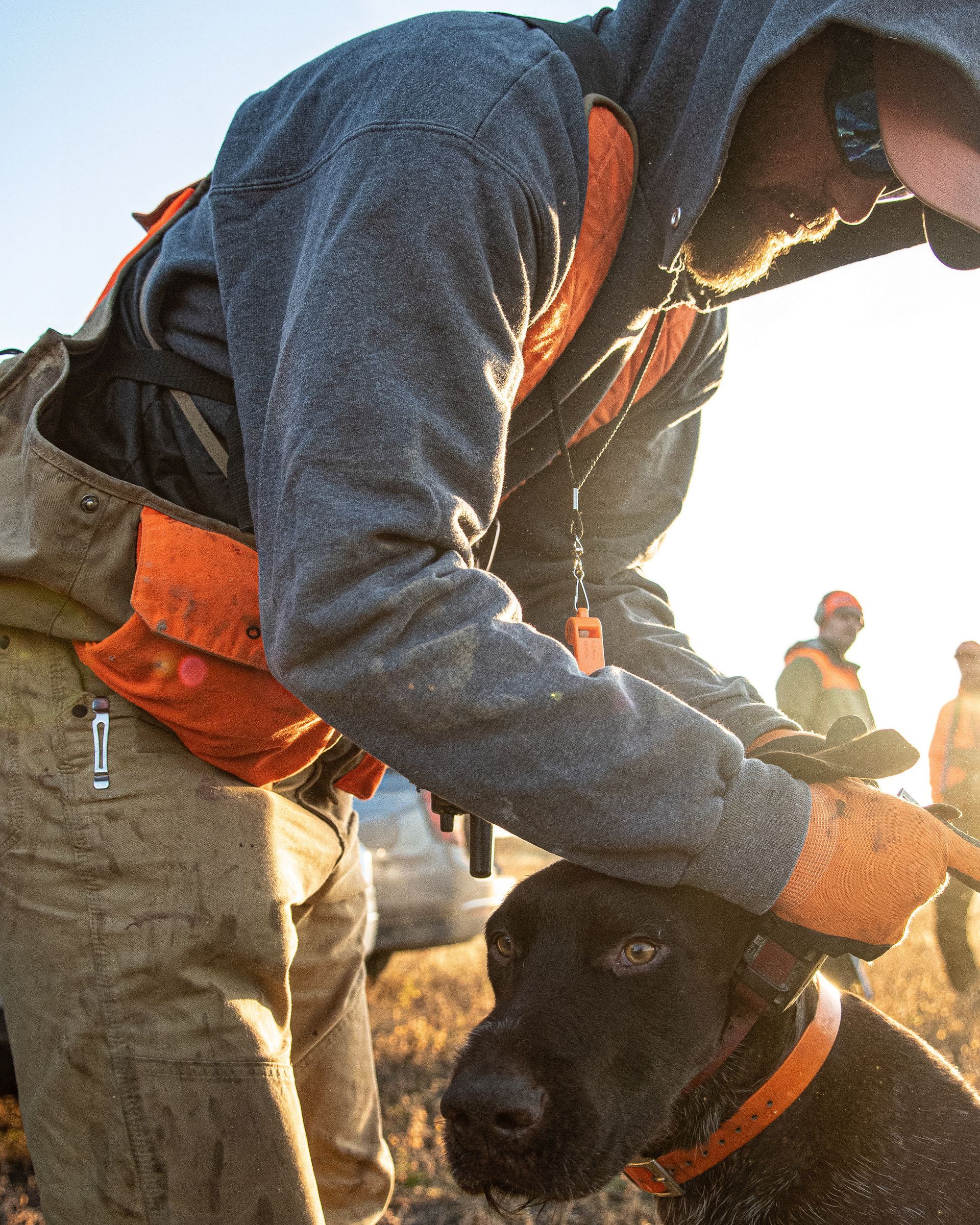 North Dakota pheasant guide