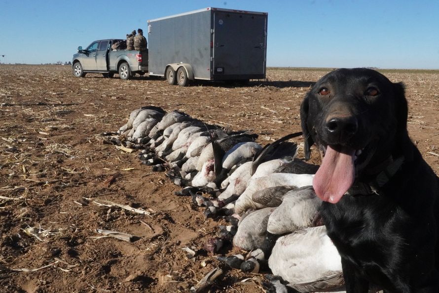 canada goose hunting guide