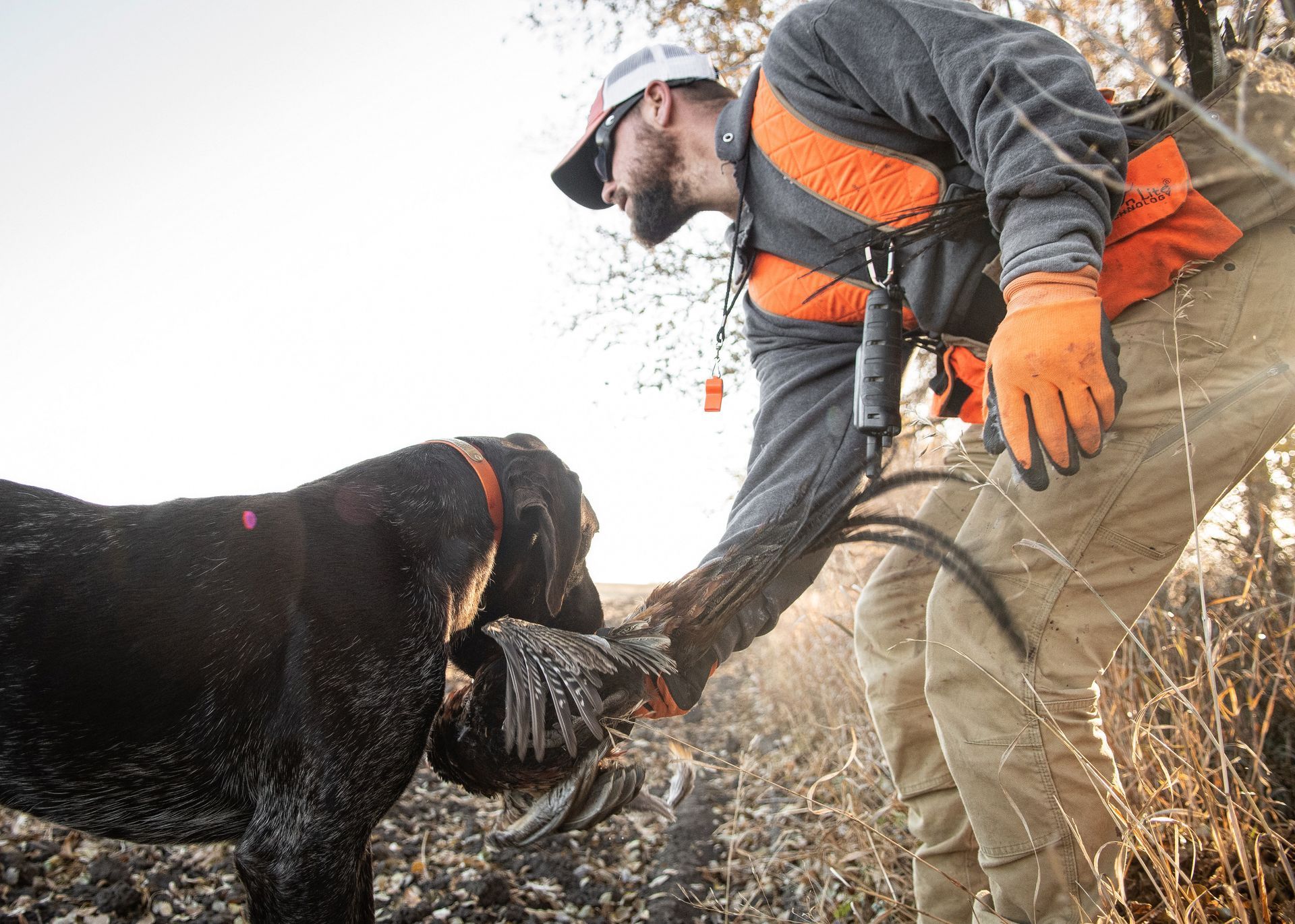 North Dakota pheasant outfitter