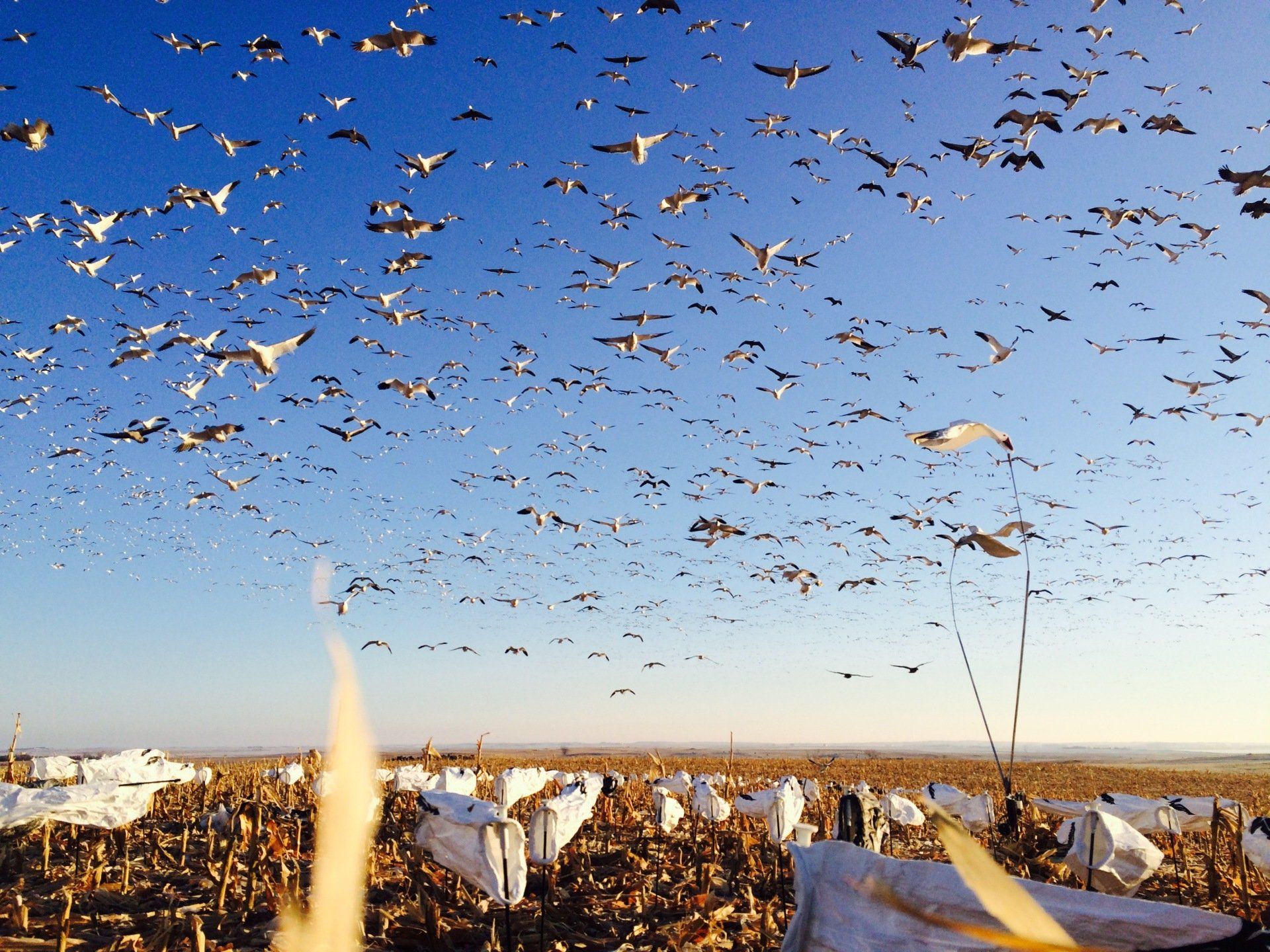 SE Missouri Spring Snow Goose Hunting