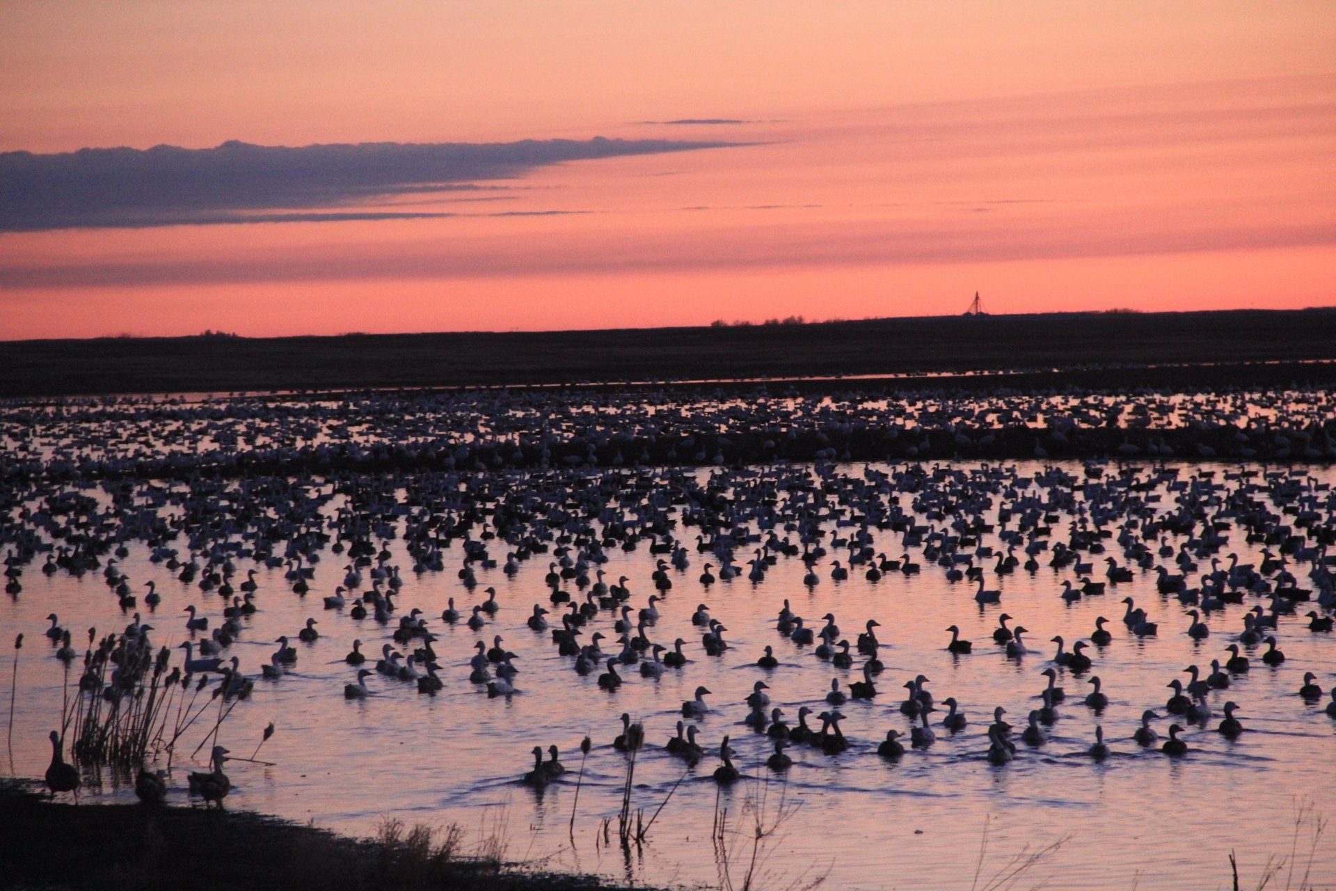 hunt snow geese in Missouri