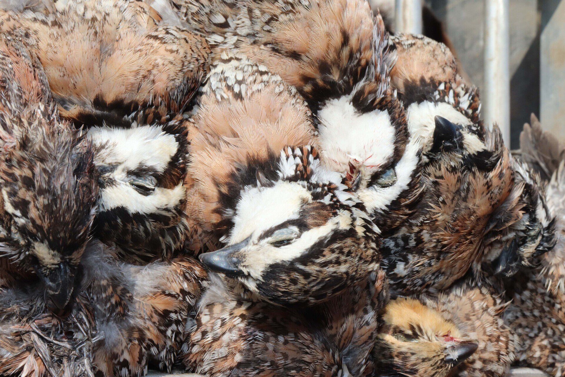 mexico quail hunting guide