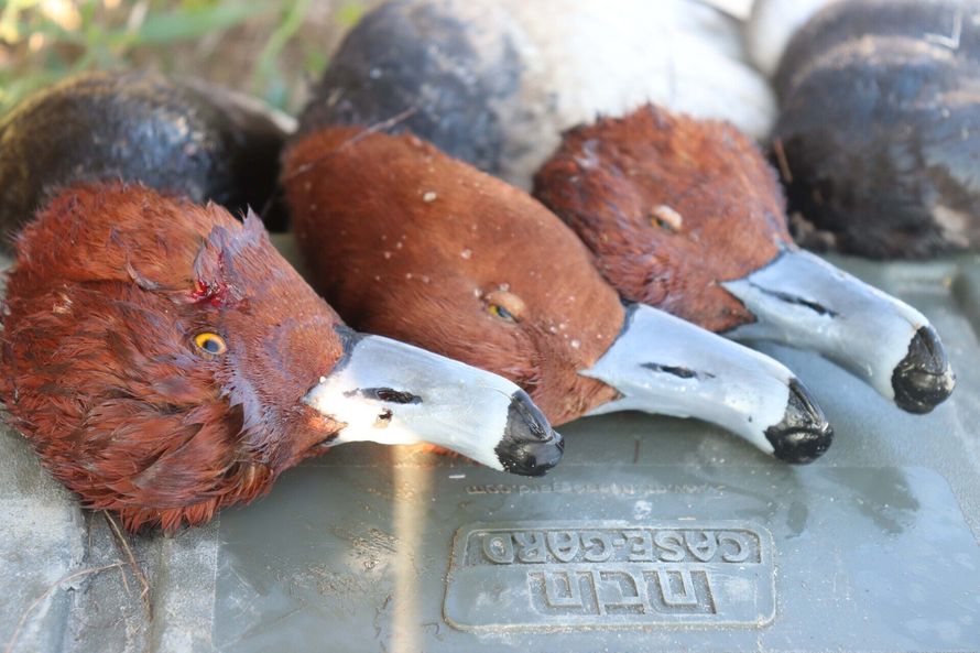 Mexico duck hunting outfitter