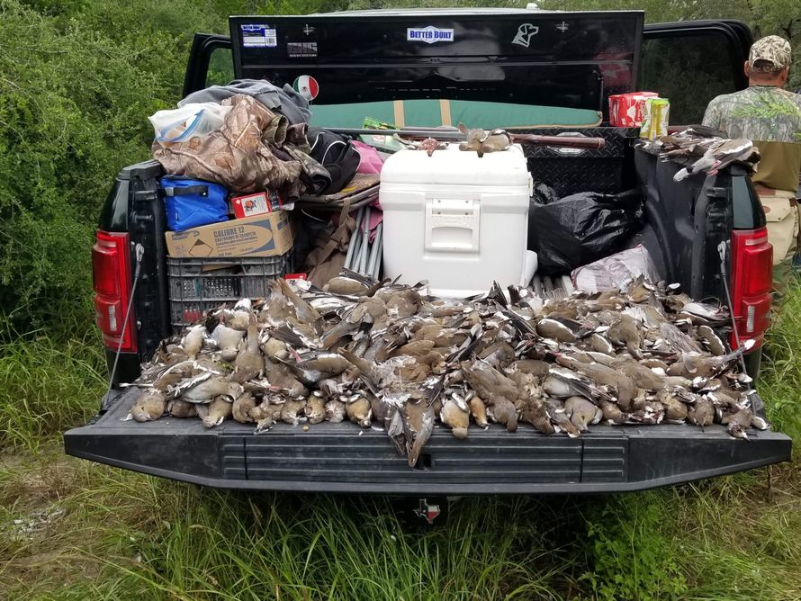 dove hunting in mexico