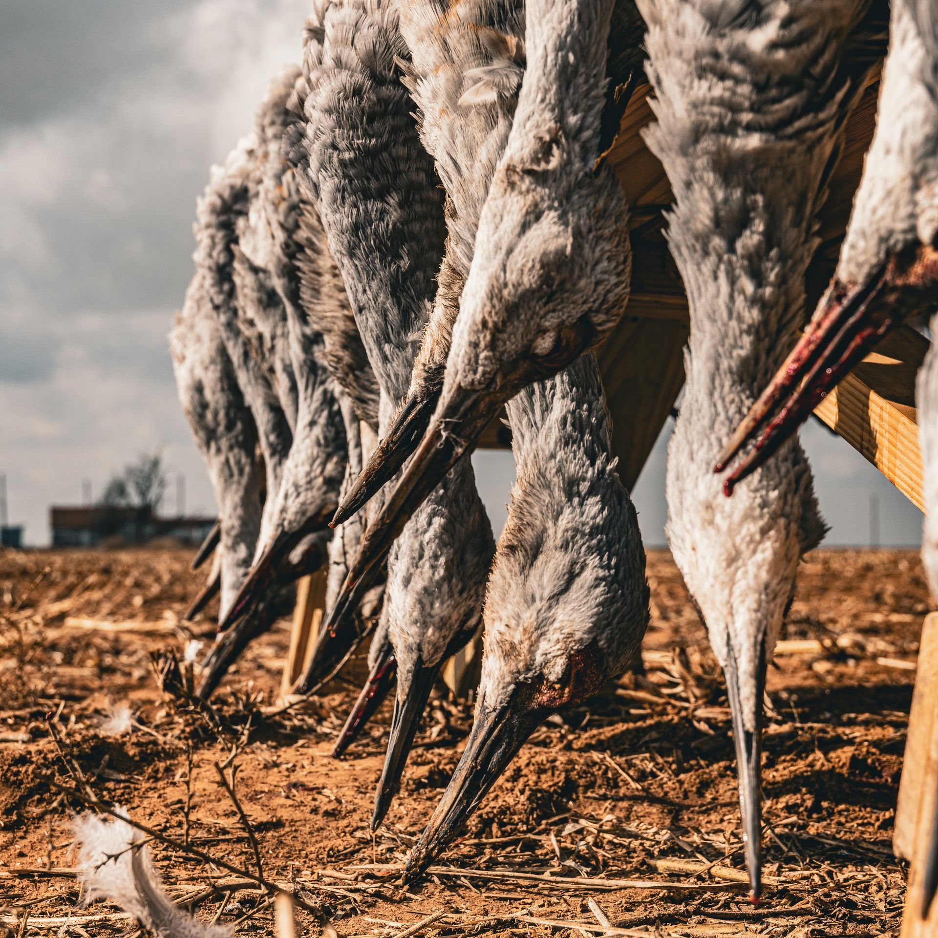 Texas Crane Hunting