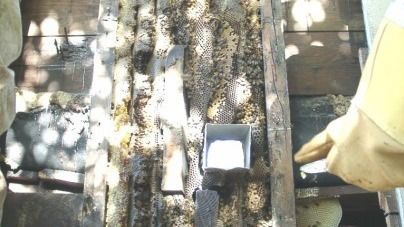 A beekeeper is working on a beehive with a box of honey.