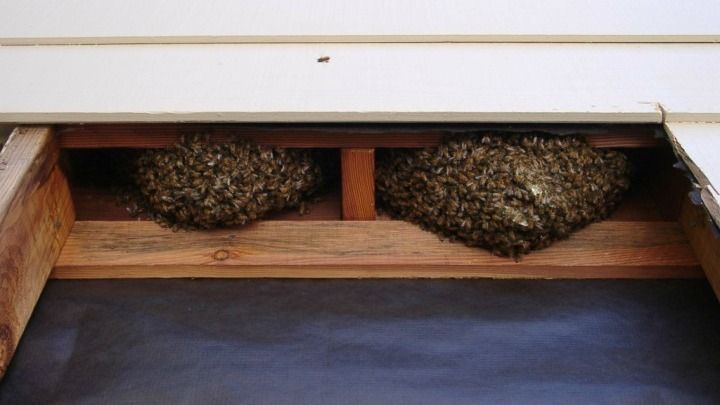 A bunch of bees are sitting in a wooden box.