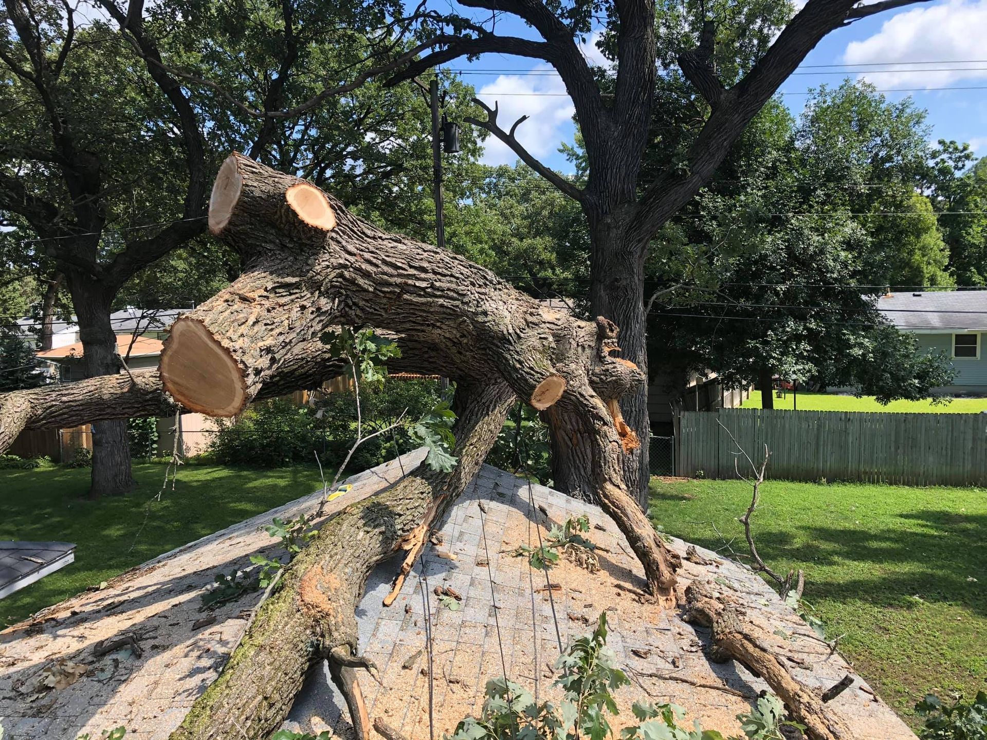 Tree Care Gallery | Arbor Barber Tree Service | Lakeville, MN