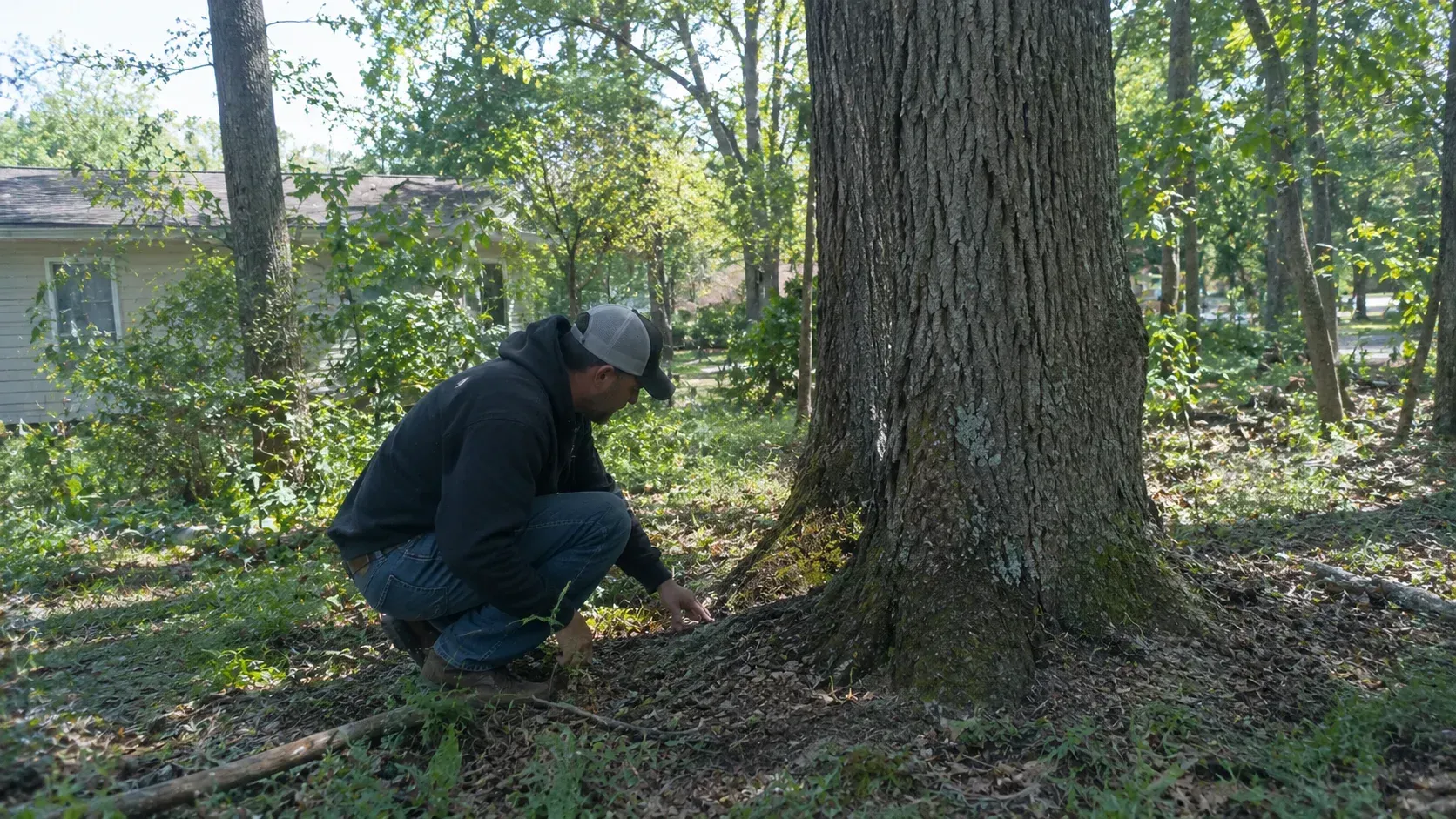 Arborist checks roots: why do healthy-looking trees sometimes fall without warning?
