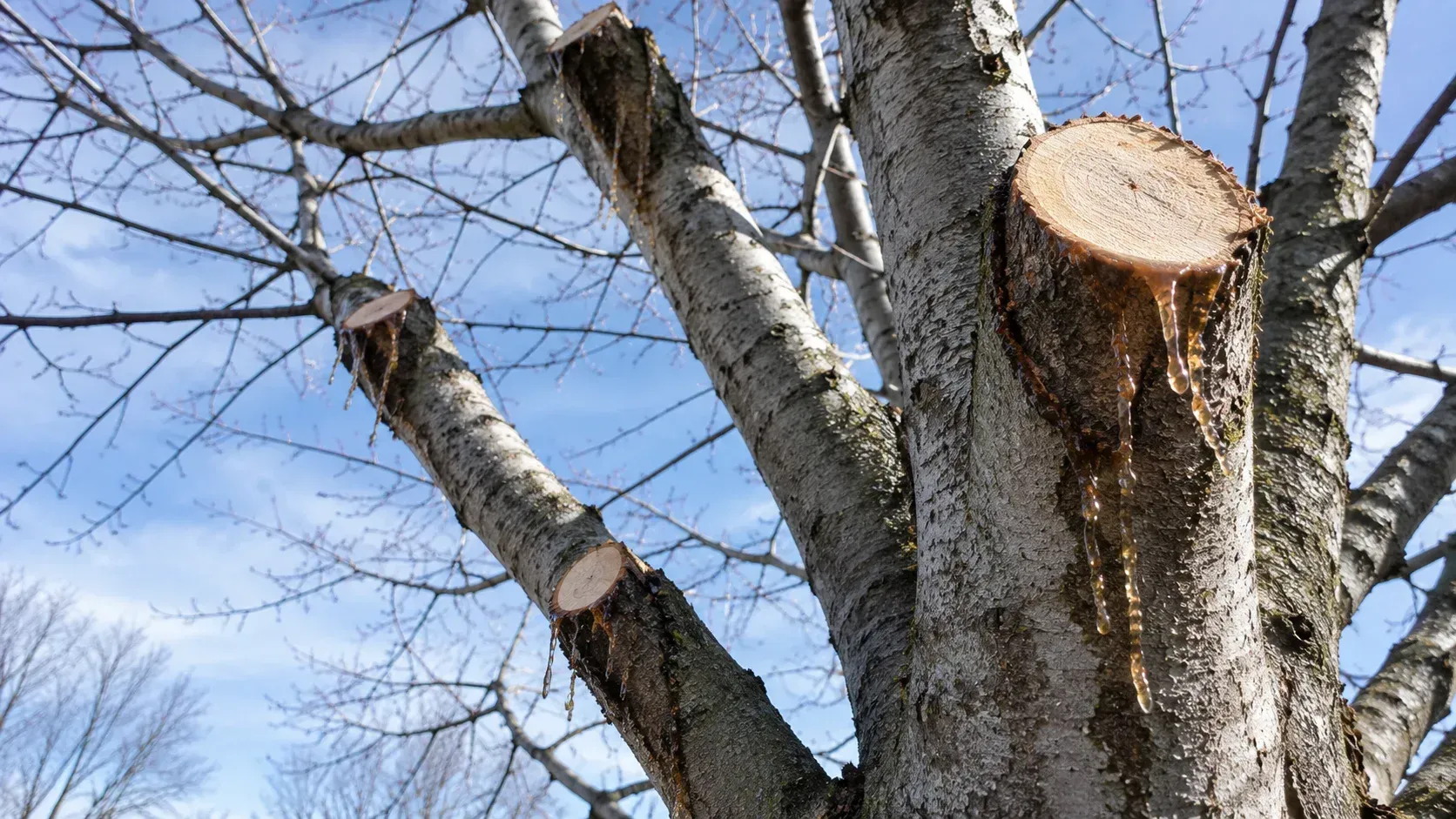 Fresh pruning cut bleeding heavy sap what happens if a maple or birch tree is pruned wrong.