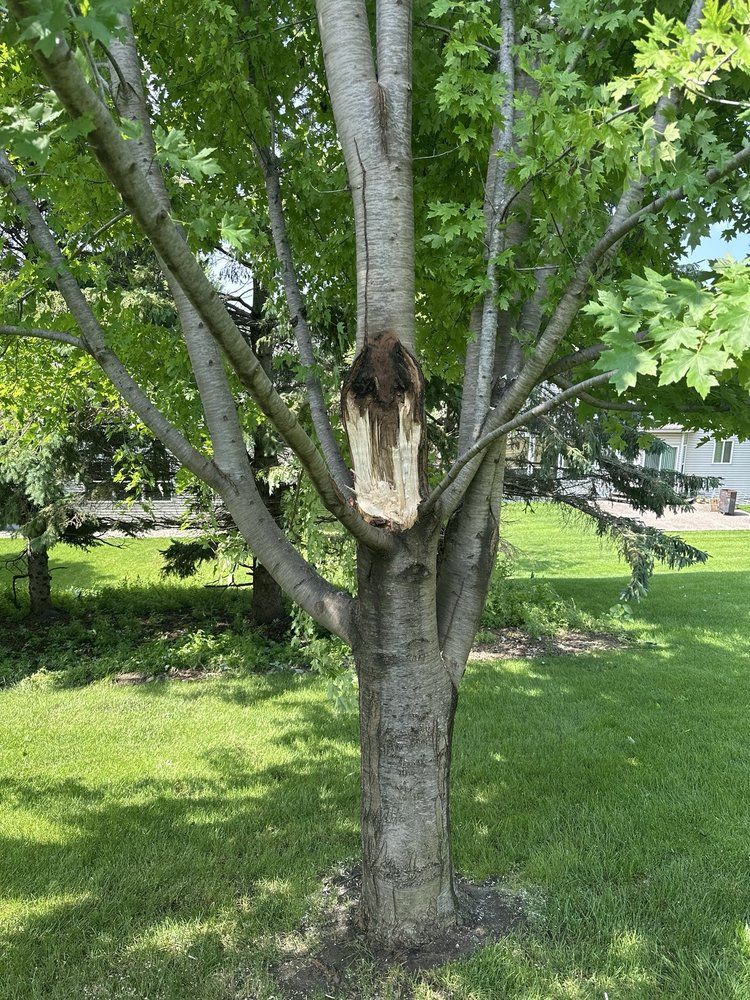 Tree trunk with a large, damaged section; surrounded by green grass and branches with leaves.