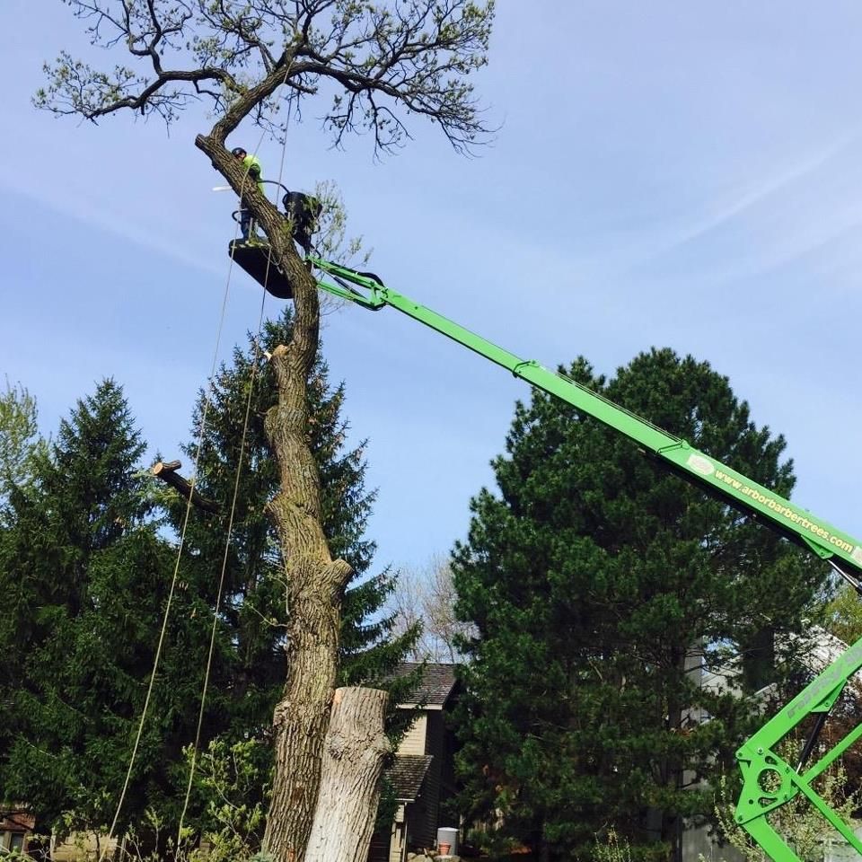 Arborist in a lift trimming a tall tree against a blue sky, using ropes to secure branches.