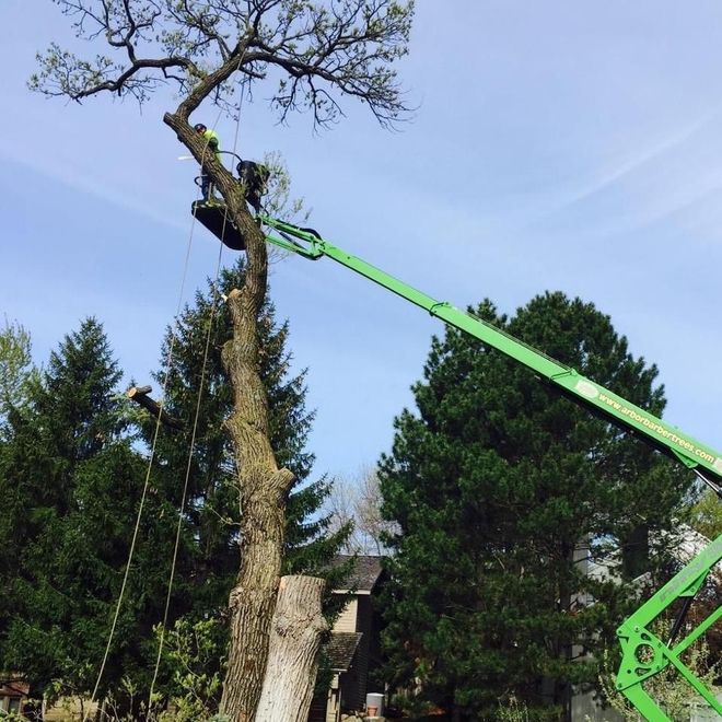 Arborist in a lift trimming a tall tree against a blue sky, using ropes to secure branches.