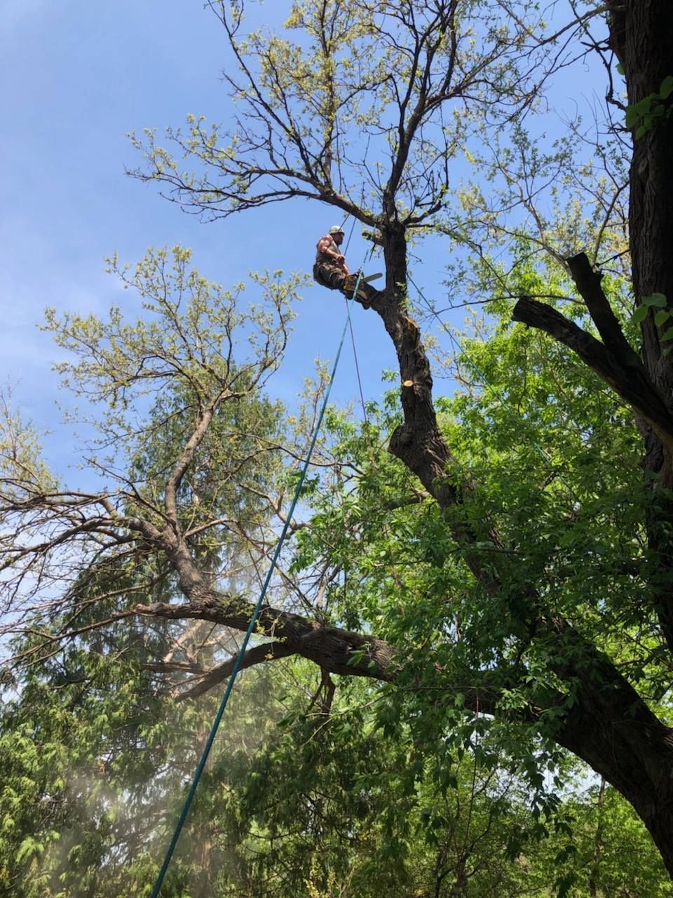Person in tree, pruning branches with saw and rope. Blue sky, green foliage.