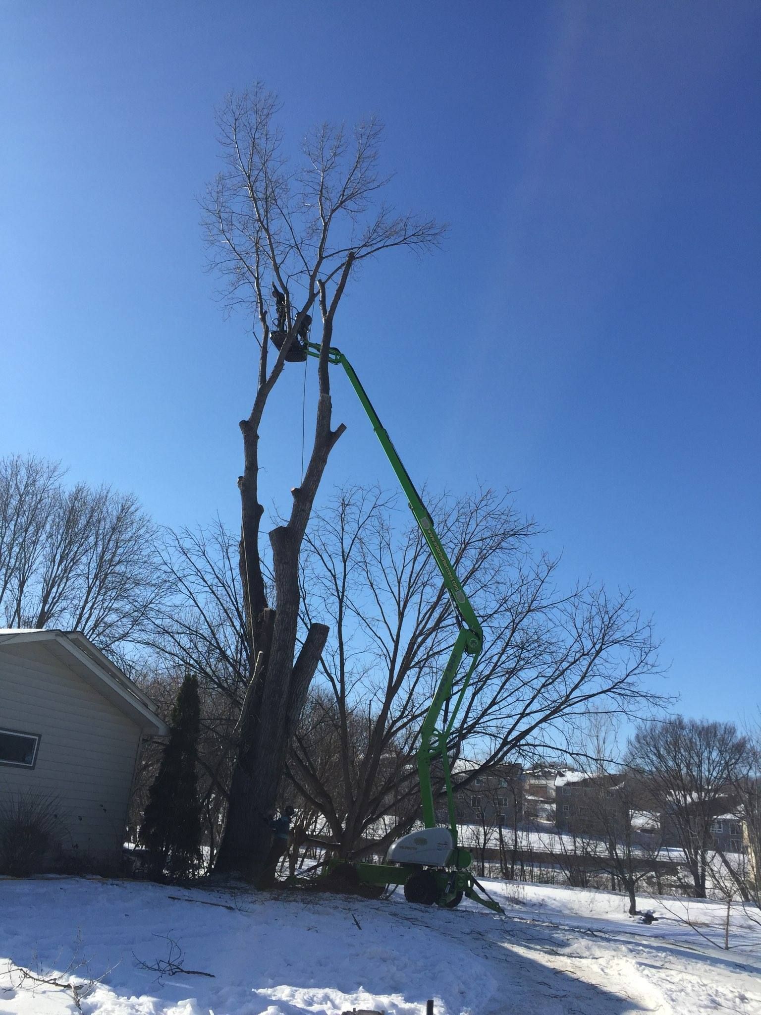Tree being trimmed by a worker in a green lift against a clear, blue sky. Snow on the ground.