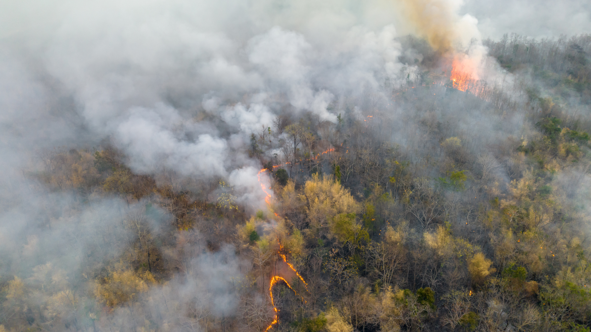 An aerial view of a forest fire with smoke coming out of it.