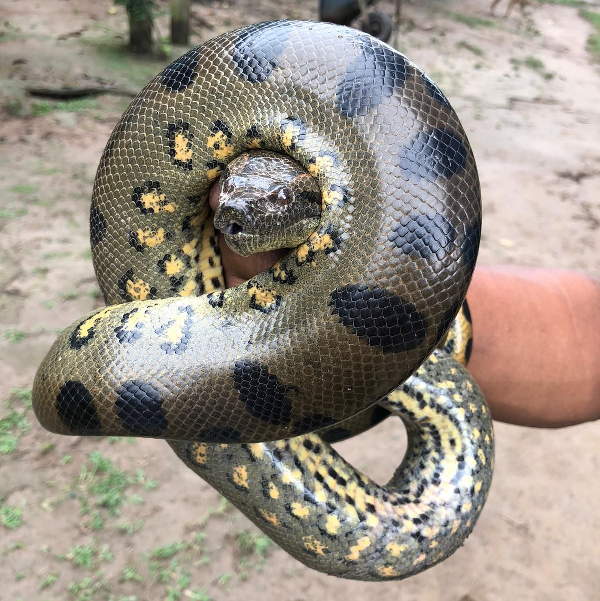 Close-up of a wild green anaconda safely handled by an expert native tracker during a deep Amazon expedition