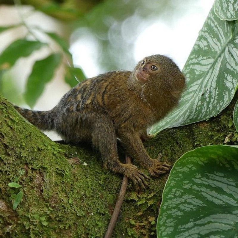 Pygmy marmoset monkey climbing a tree in Puerto Nariño rainforest
