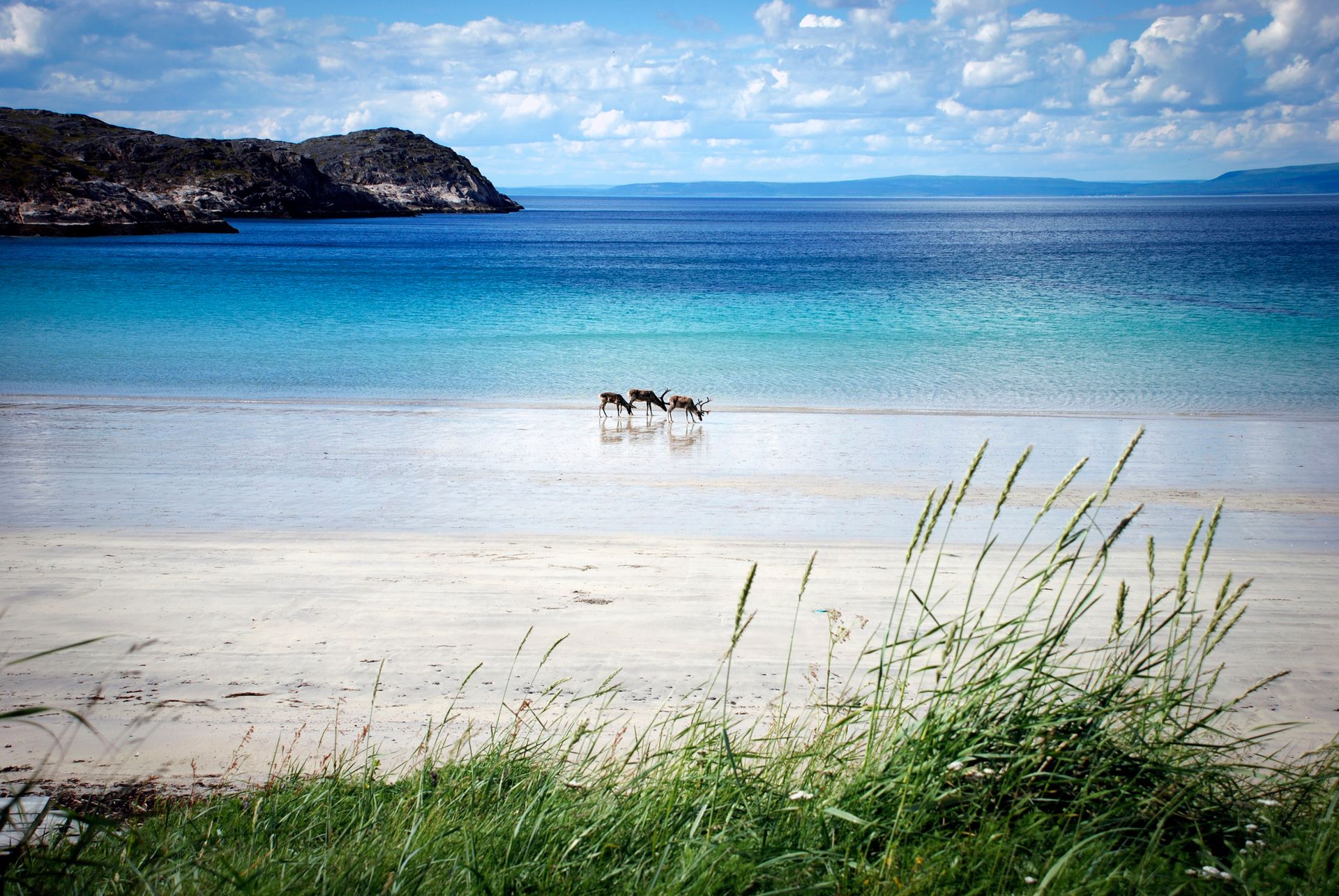 Drie rendieren staan ​​op een zandstrand aan turquoise water onder een blauwe hemel met witte wolken.
