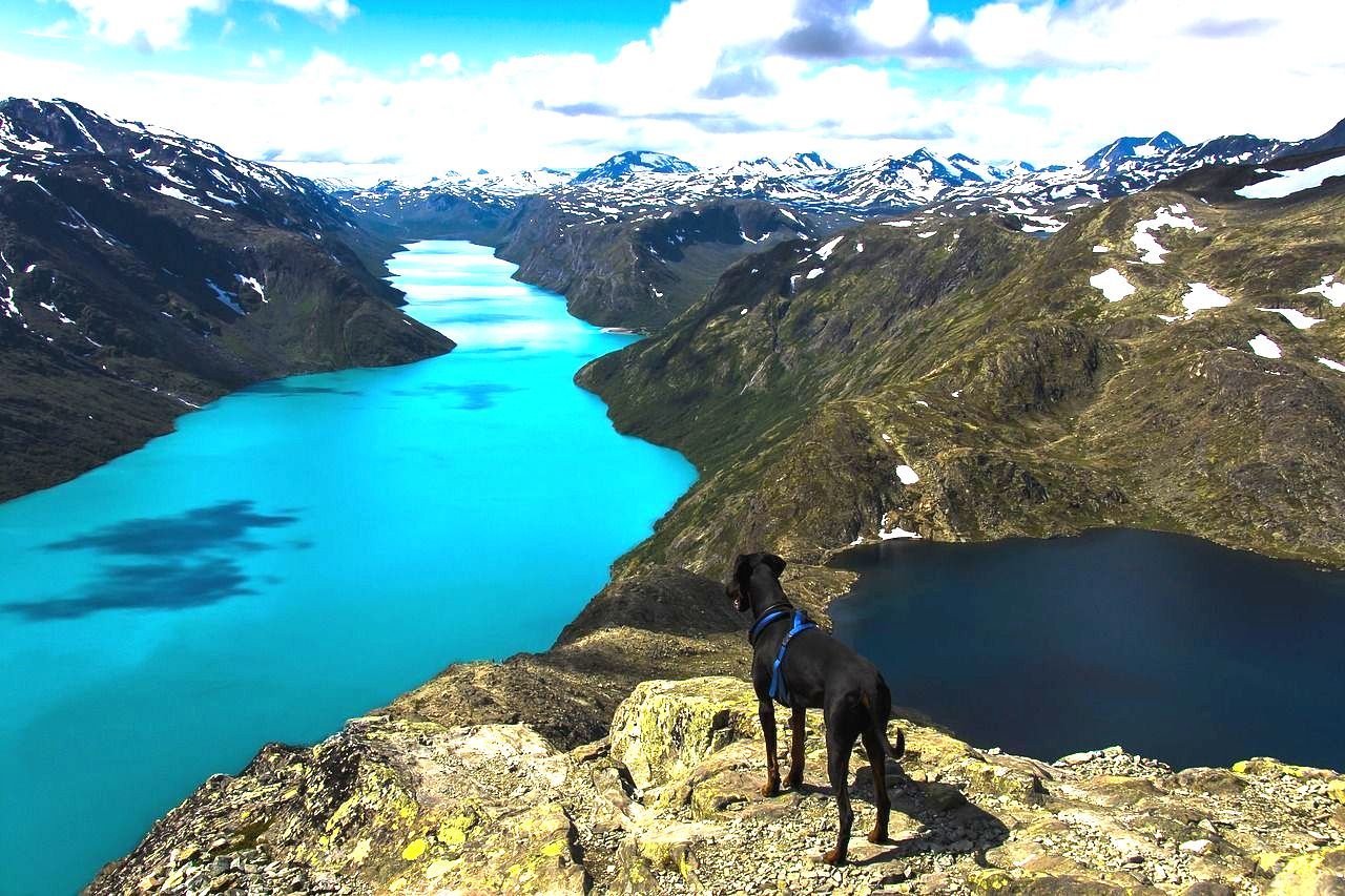 Een hond staat op de top van een berg met uitzicht op een meer.