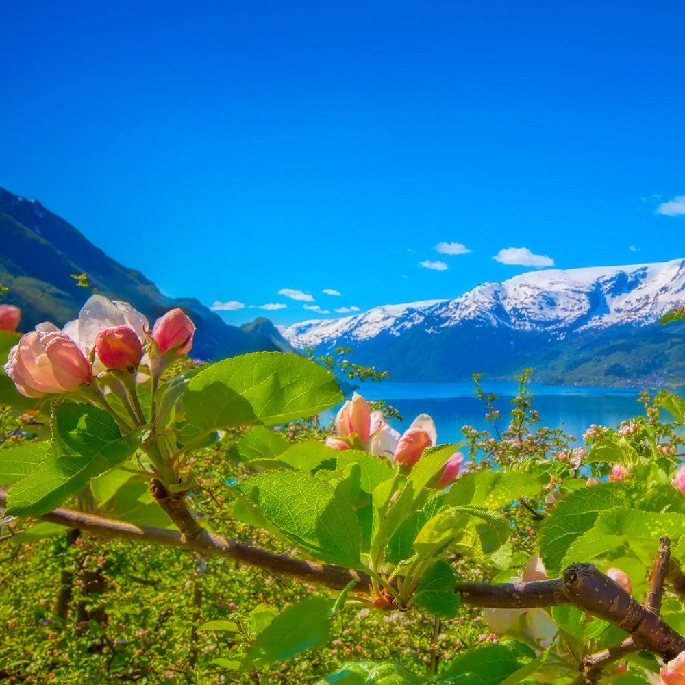 Roze appelbloesems aan een boomtak met uitzicht op een kalm blauw meer, onder besneeuwde bergen en een heldere hemel.