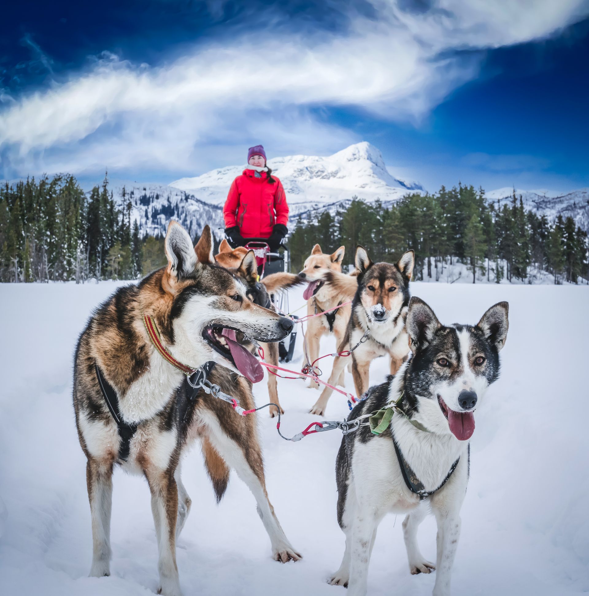 Een persoon in een rode jas staat achter een hondenslee bestaande uit vier husky's in een besneeuwd berglandschap.