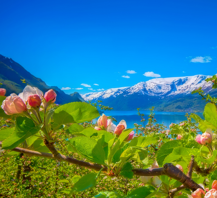 Appelbloesems bloeien aan een tak op de voorgrond, met daarachter een blauw meer en besneeuwde bergen onder een heldere hemel.