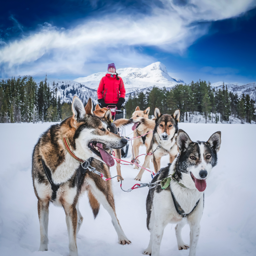 Een persoon in een rode jas staat achter een hondenslee die getrokken wordt door een span husky's door een besneeuwd landschap met een berg op de achtergrond.