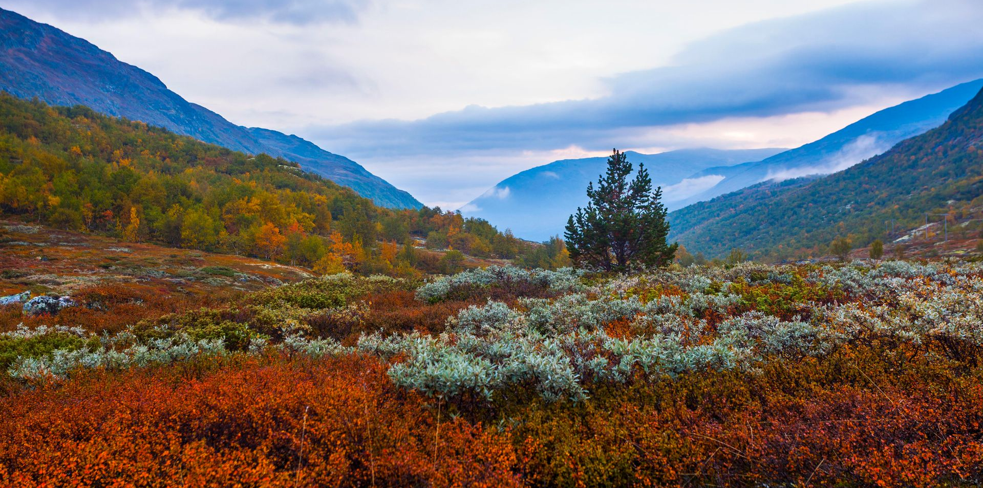 Herfstachtig berglandschap met rode en groene vegetatie, een centrale boom en mistige bergen op de achtergrond.