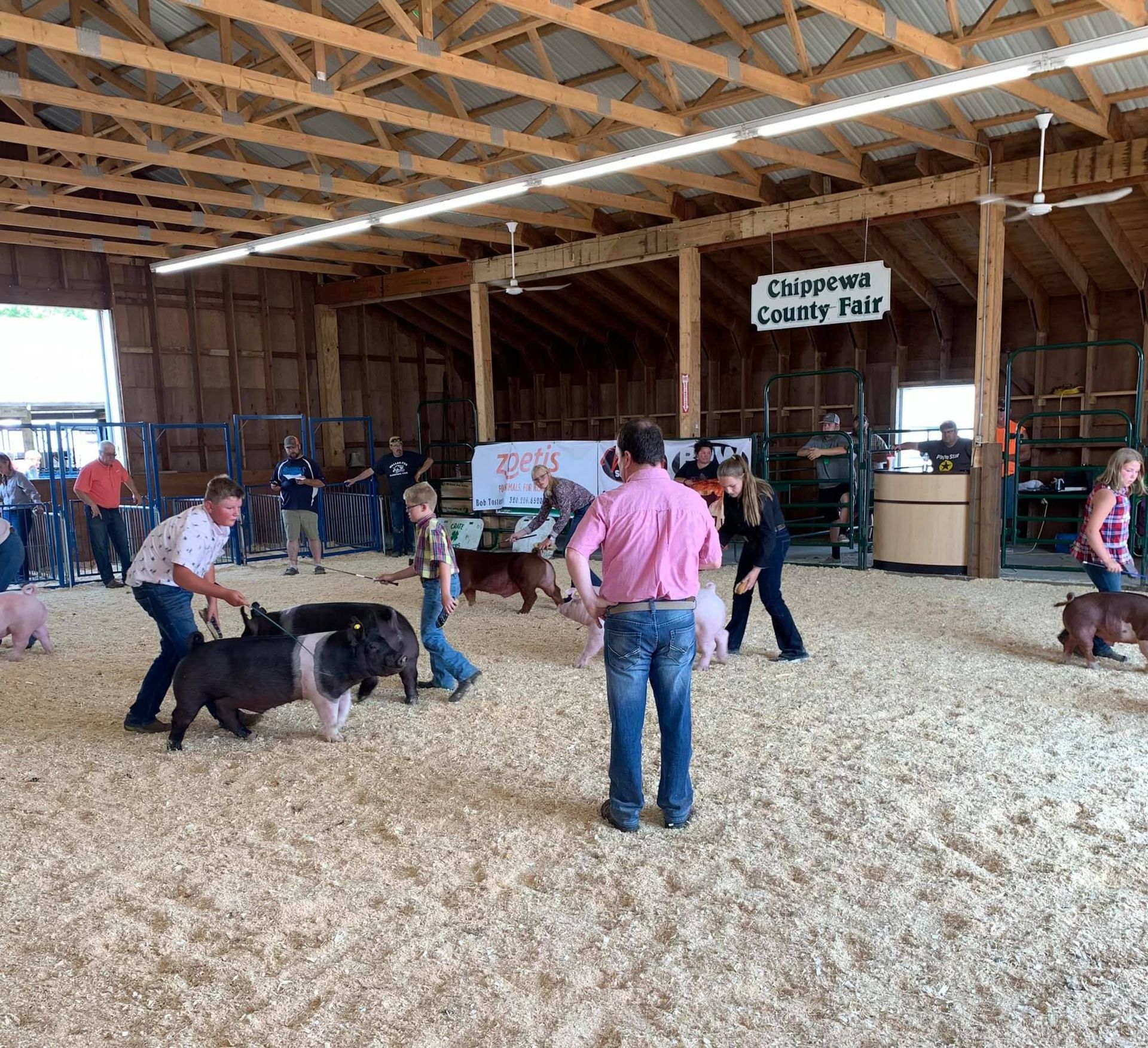 Participants show pigs in an indoor wooden arena at the Chippewa County Fair.