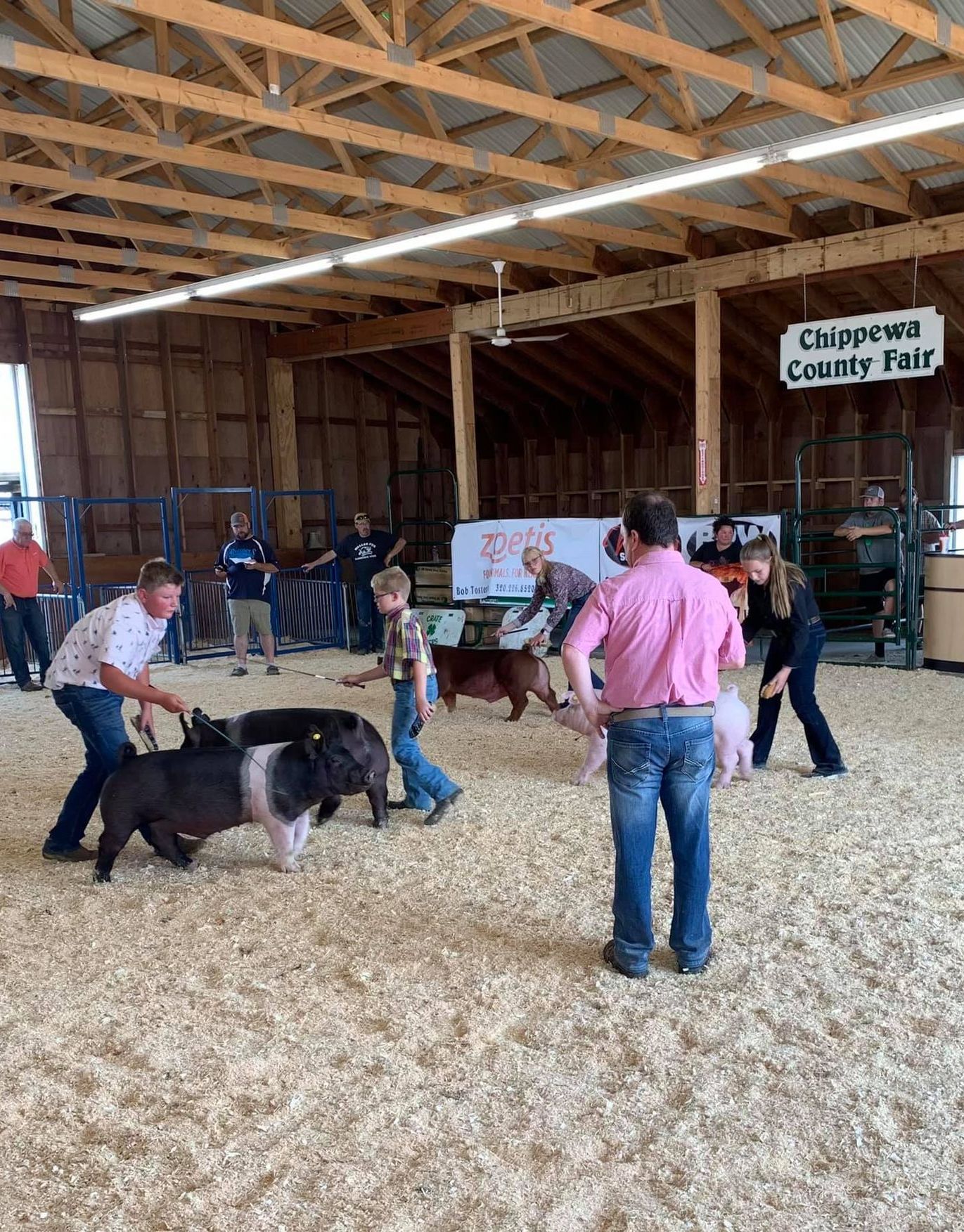 Participants guide pigs in a show ring during the Chippewa County Fair, held in a wooden, indoor agricultural barn.