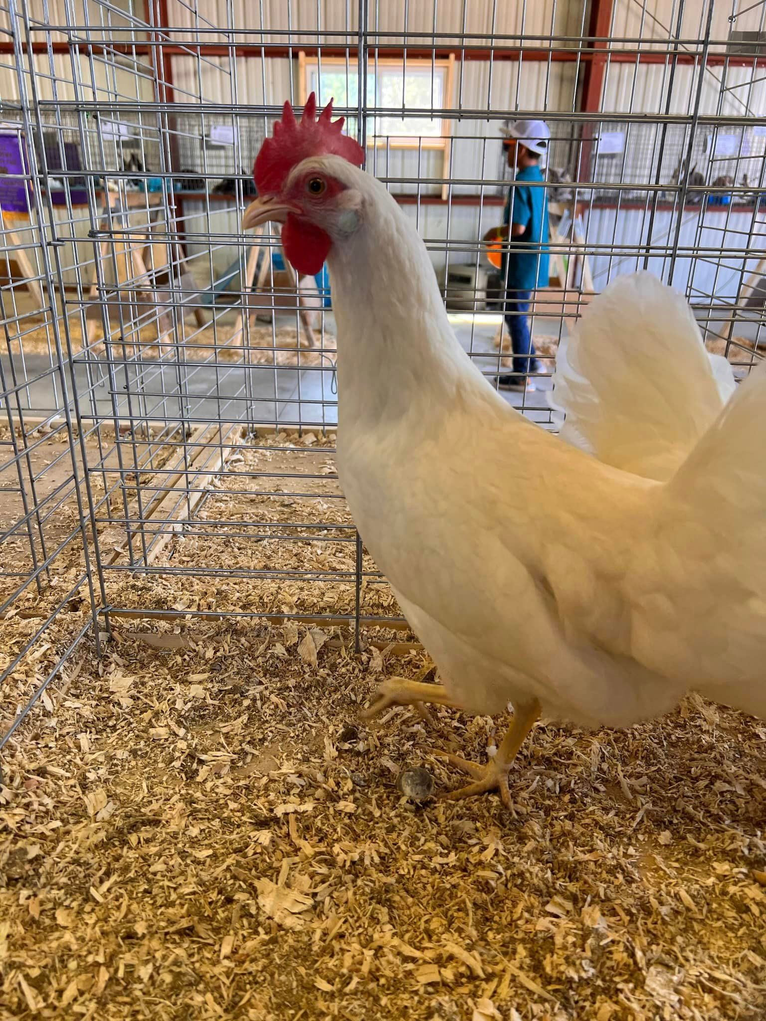 A white chicken with a bright red comb stands in a wire enclosure filled with wood shavings at an exhibition.