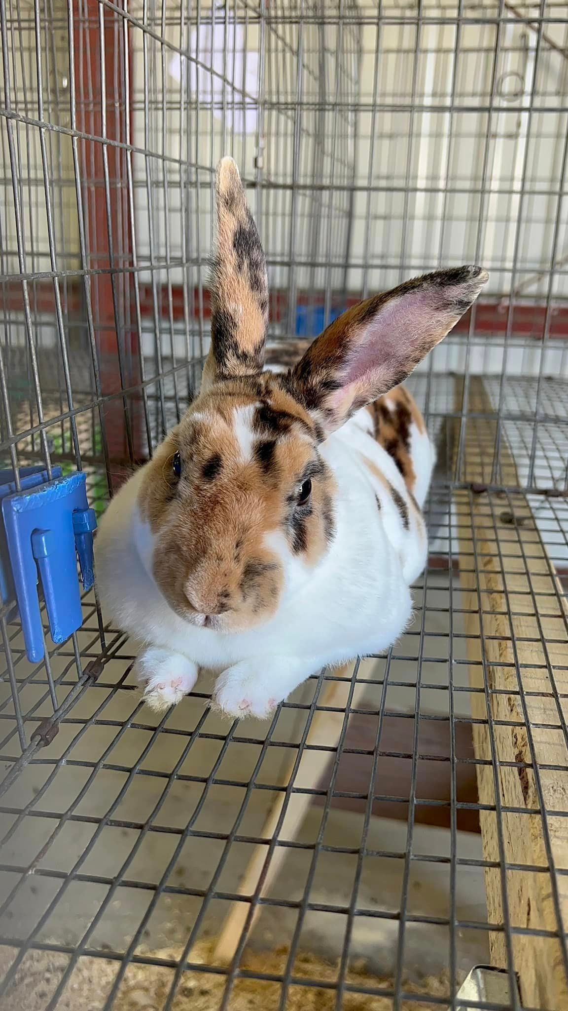 A calico rabbit with mottled brown, black, and white fur sits inside a wire cage.