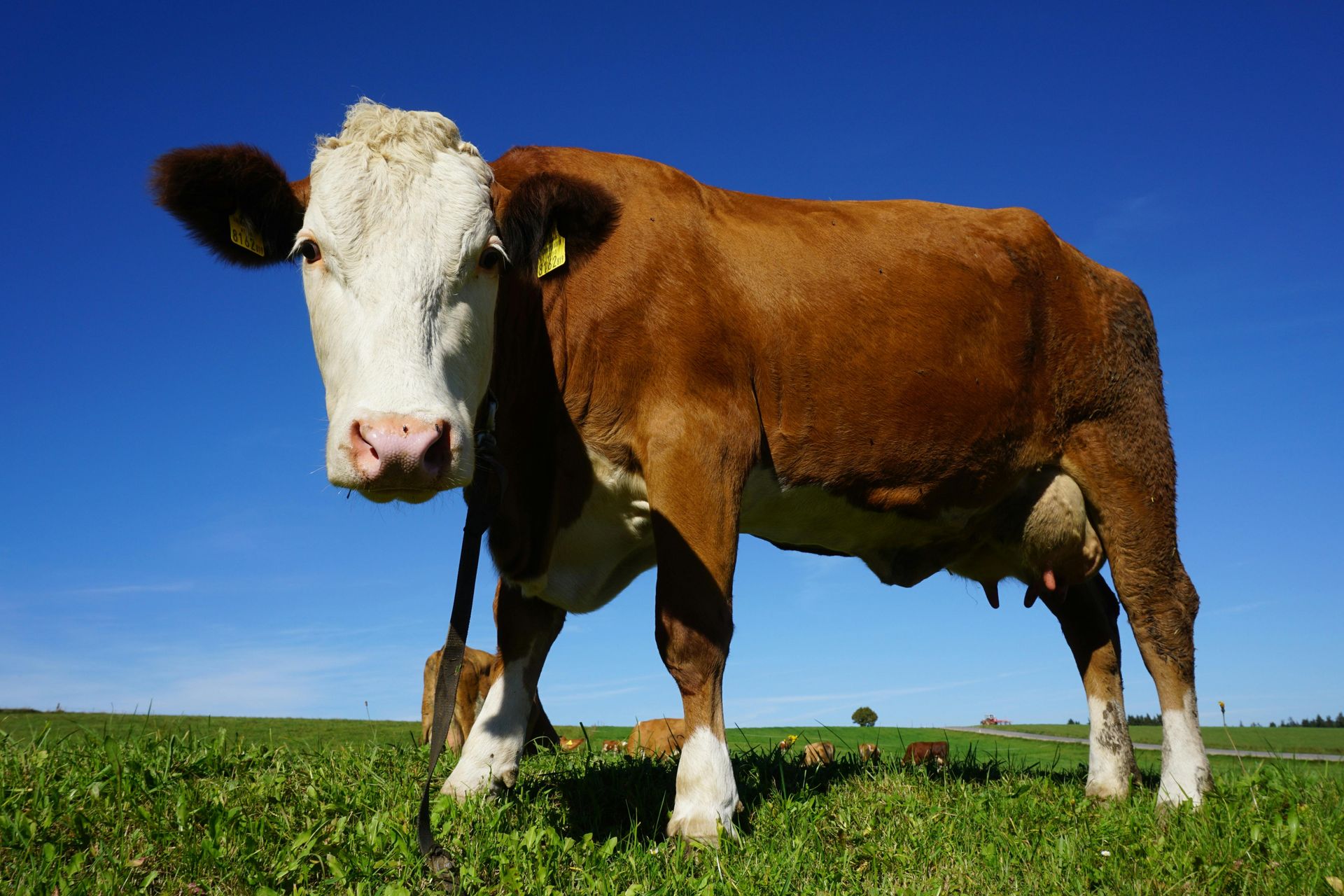 A brown and white cow stands in a sunny green pasture under a clear blue sky, looking directly at the camera.