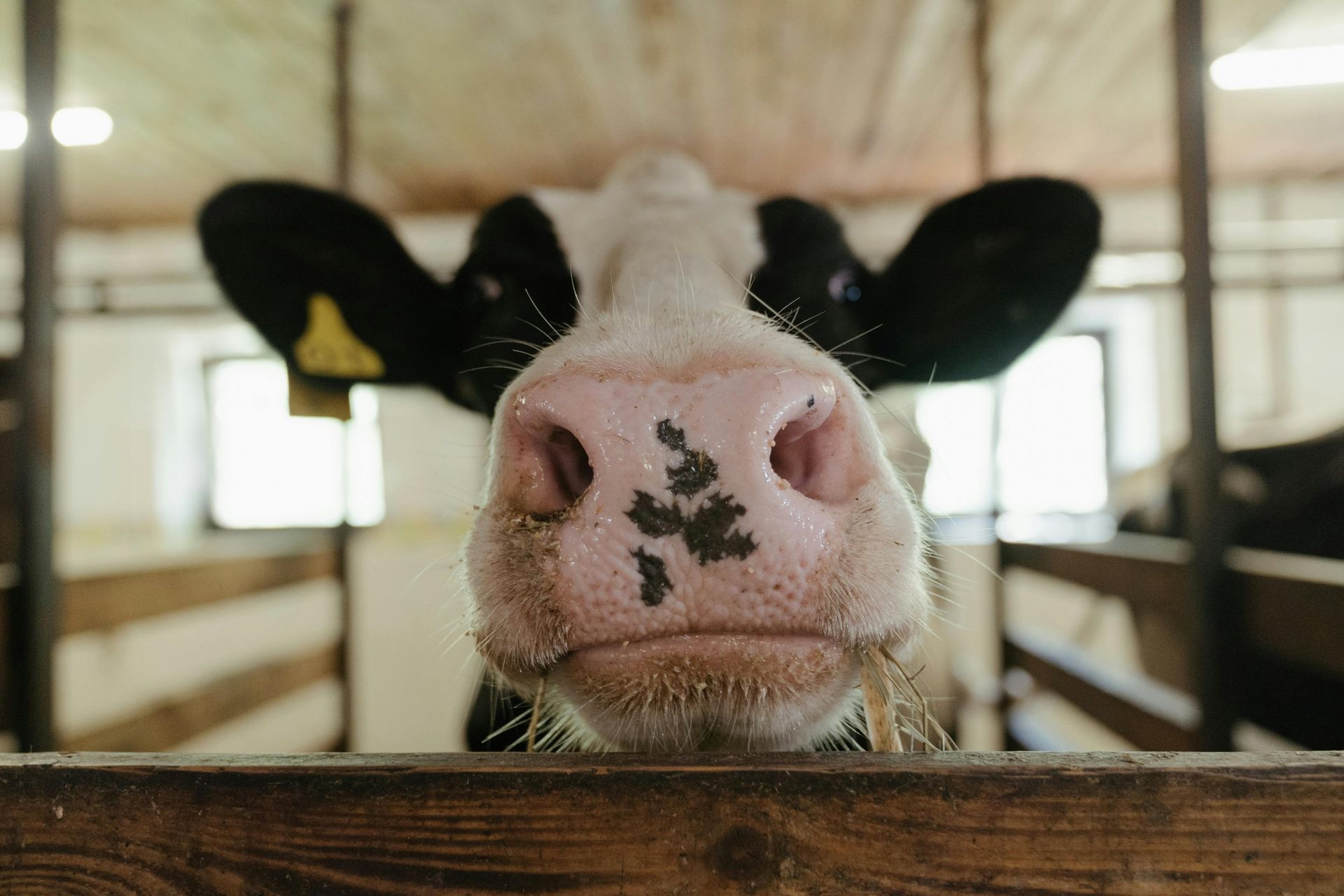 A close-up, front-facing view of a black and white cow with a pink, spotted nose in a barn enclosure.