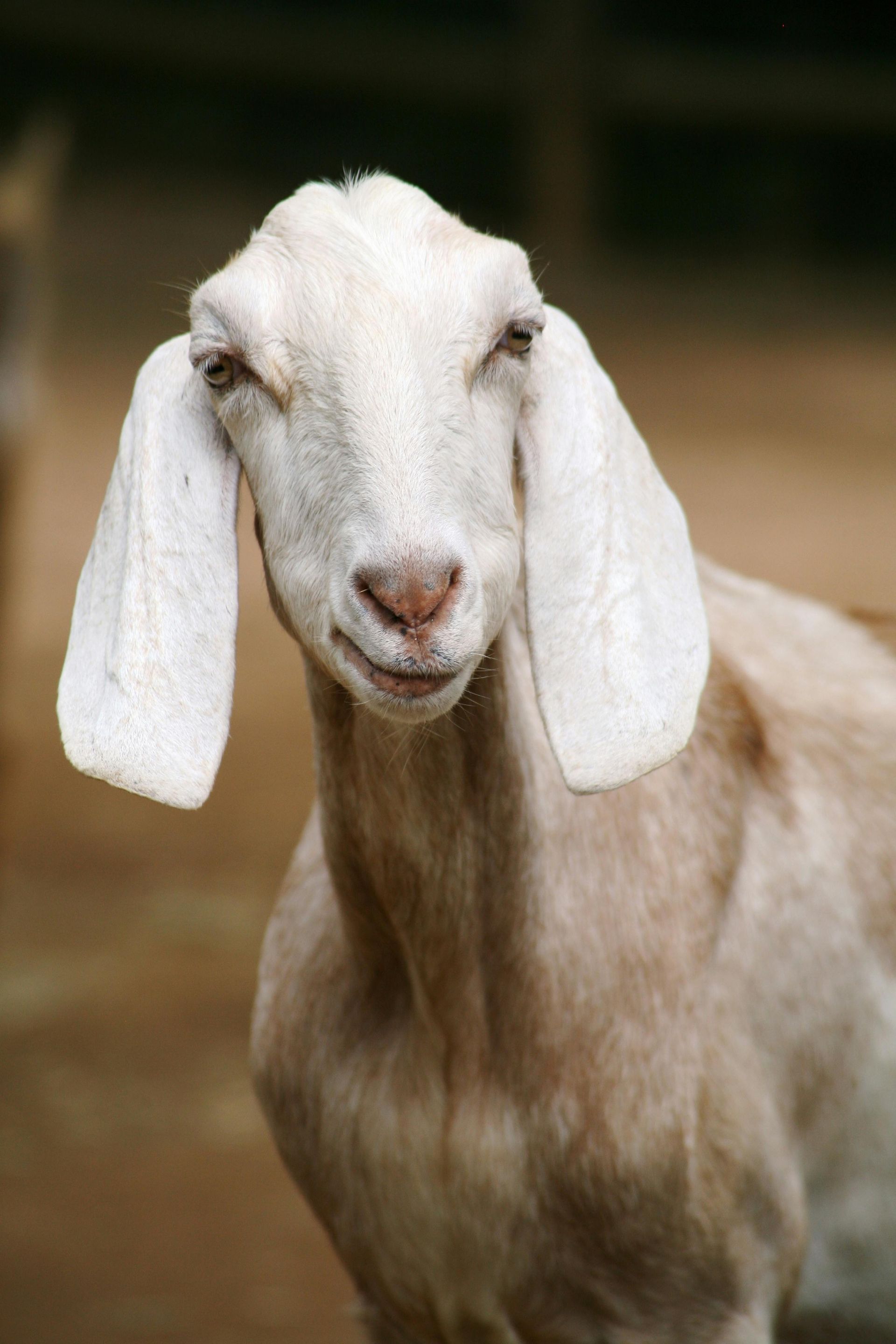 Close-up of a light-brown goat with long, floppy ears looking directly at the camera.