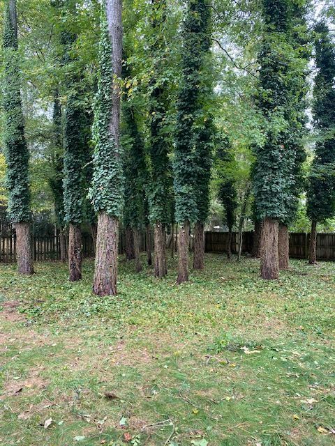 A stand of tall pine trees with green ivy growing up their trunks, set against a wooden fence in a grassy backyard.