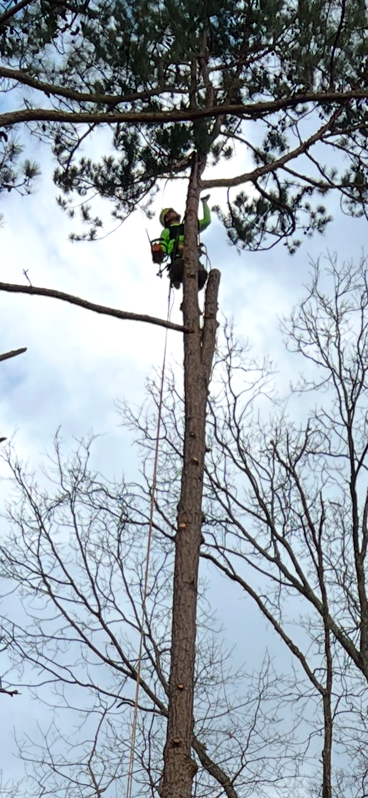 An arborist in a bright green vest works high up in a tall pine tree, secured by ropes against a pale sky.